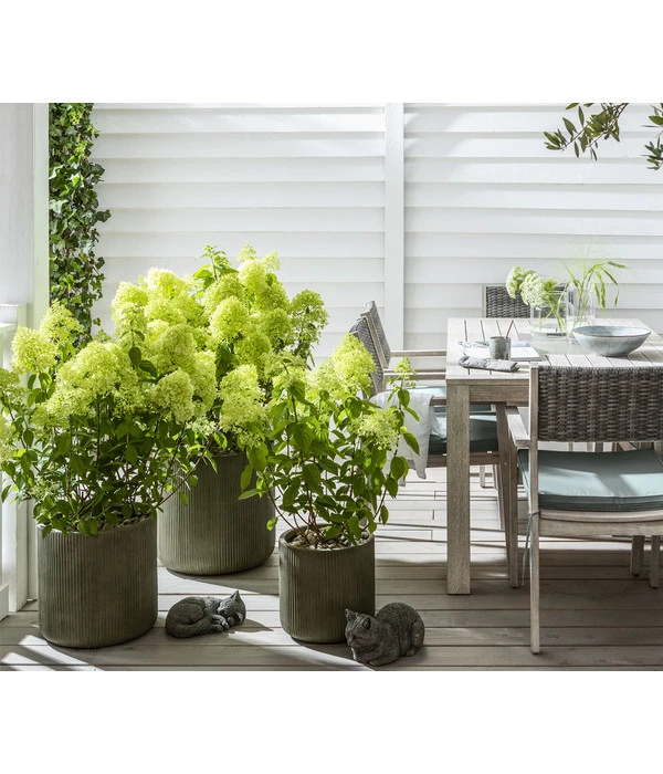 Rispen-Hortensie 'Limelight®' 7 Rispen-Hortensie 'Limelight®' – Bild 5