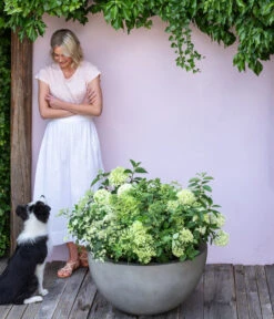 Rispen-Hortensie 'Limelight®' 11 Rispen-Hortensie 'Limelight®' -Biohort || Compo || Elho Verkäufe 7224322 WE MO 001 PaniculataRispenhortensie Hortensie