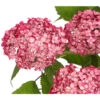 Schneeball-Hortensie 'Ruby Annabelle®' -Biohort || Compo || Elho Verkäufe 7225329 PR DE 001 HydrangeaPaniculataRispenhortensieRubyAnnabell3LDehnerExpressHerzig
