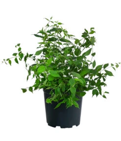 Kolkwitzie - Perlmuttstrauch -Biohort || Compo || Elho Verkäufe 7259211 WE FS 001 KolkwitziaAmabilisPinkCloudPerlmuttstrauch5L