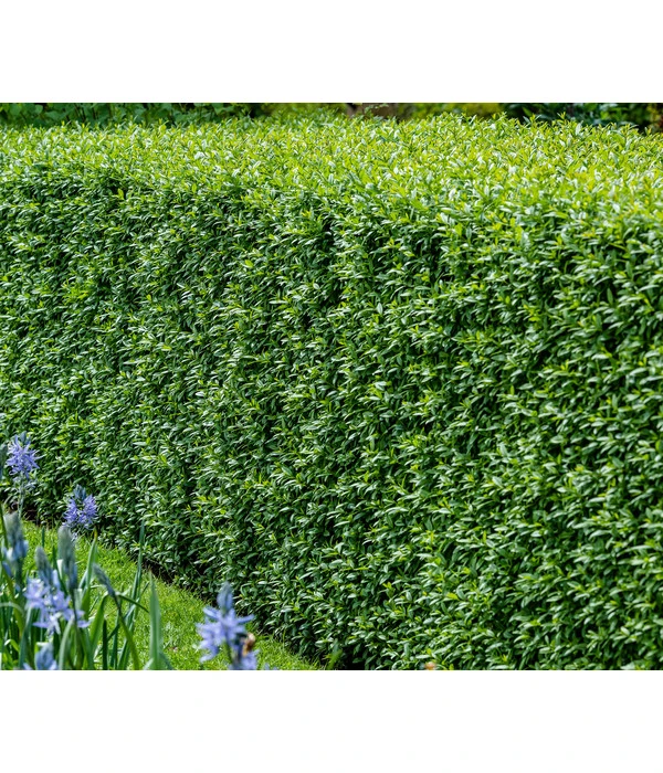 4 Meter Wintergrüner Liguster 'Atrovirens', 8 X Ca. 150-175 Cm 4 4 Meter Wintergrüner Liguster 'Atrovirens', 8 X Ca. 150-175 Cm – Bild 2