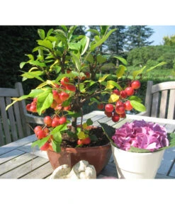 Zierapfel 8 Zierapfel -Biohort || Compo || Elho Verkäufe 7284425 BildM 001 ZierapfelMalusInSortenBonsai