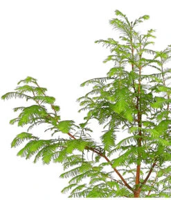 Dehner Urweltmammutbaum - Chinesisches Rotholz 7 Dehner Urweltmammutbaum - Chinesisches Rotholz -Biohort || Compo || Elho Verkäufe 7293939 PR DE 001 MetasequoiaUrweltmammutbaumGlyptostroboides3LDehnerExpressHerzig