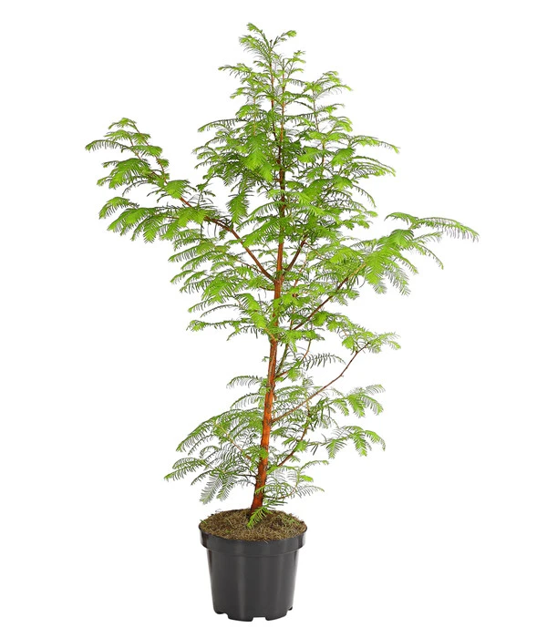 Dehner Urweltmammutbaum - Chinesisches Rotholz 3 Dehner Urweltmammutbaum - Chinesisches Rotholz