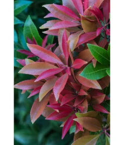 Dehner Schattenglöckchen, Japanische Lavendelheide 'Mountain Fire' 9 Dehner Schattenglöckchen, Japanische Lavendelheide 'Mountain Fire' -Biohort || Compo || Elho Verkäufe 7322696 PR DE 001 PierisJaponicaMountainFire