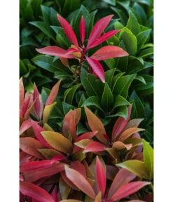 Dehner Schattenglöckchen, Japanische Lavendelheide 'Mountain Fire' 8 Dehner Schattenglöckchen, Japanische Lavendelheide 'Mountain Fire' -Biohort || Compo || Elho Verkäufe 7322696 PR DE 002 PierisJaponicaMountainFire