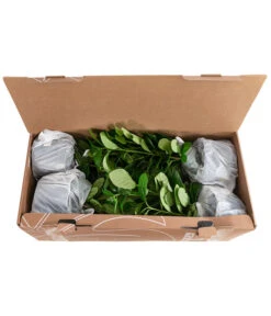 1-1,5 Meter Kirschlorbeer 'Novita', 5 X Ca. 40-50 Cm -Biohort || Compo || Elho Verkäufe 7363104 PR FS 002 PrunusLauroceraususNovita1MeterDehnerExpressHerzig