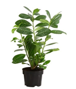 Biohort || Compo || Elho Verkäufe -Biohort || Compo || Elho Verkäufe 7363104 PR FS 003 PrunusLauroceraususNovita1MeterDehnerExpressHerzig