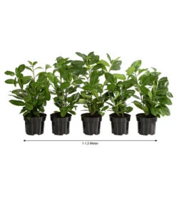 Biohort || Compo || Elho Verkäufe 23 1-1,5 Meter Kirschlorbeer 'Novita', 5 X Ca. 40-50 Cm