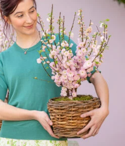 Mandelbäumchen -Biohort || Compo || Elho Verkäufe 7372048 WE MO 001 Mandelbaeumchen