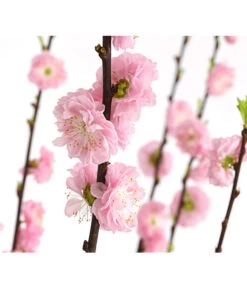 Mandelbäumchen -Biohort || Compo || Elho Verkäufe 7372113 WE DE 001 PrunusZierkirscheTrilobaStamm7LDehnerExpressHerzig