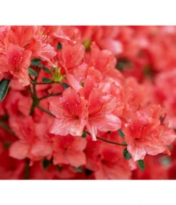 Biohort || Compo || Elho Verkäufe 29 Zwerg-Rhododendron