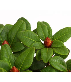 Zwerg-Rhododendron -Biohort || Compo || Elho Verkäufe 7451198 WE DE 001 ZwergrhododendronInRotenSorten11CDehnerExpressHerzig