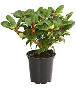 Biohort || Compo || Elho Verkäufe -Biohort || Compo || Elho Verkäufe 7451198 WE FS 001 ZwergrhododendronInRotenSorten11CDehnerExpressHerzig