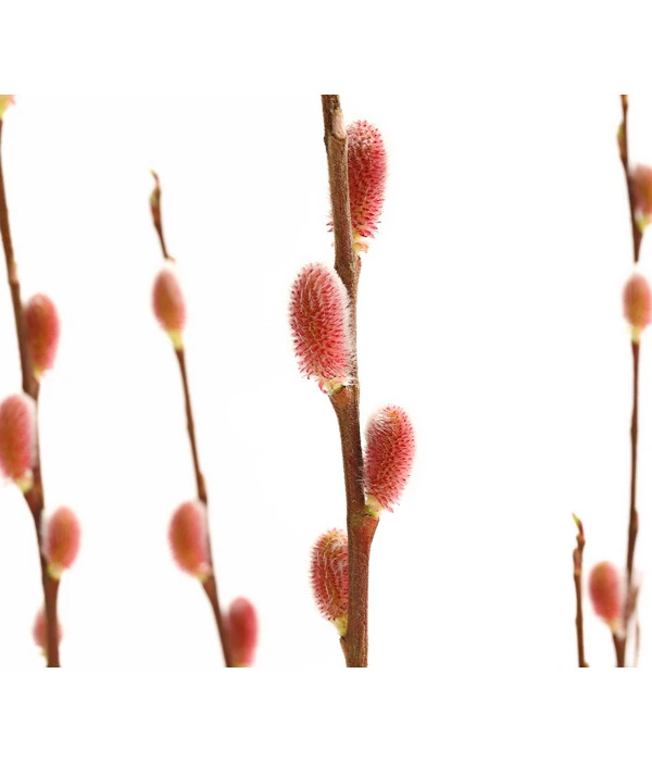 Rotkätzchenweide, Busch 4 Rotkätzchenweide, Busch – Bild 2