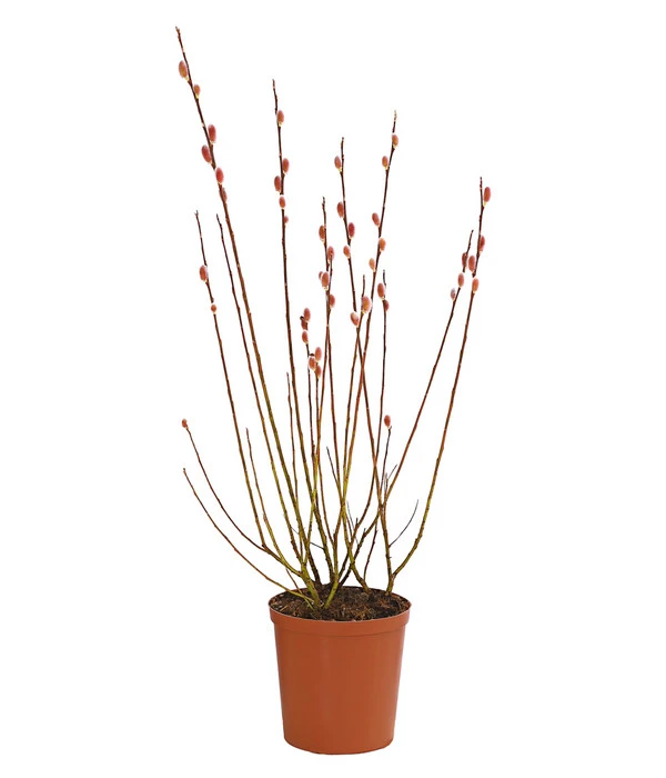 Rotkätzchenweide, Busch 3 Rotkätzchenweide, Busch