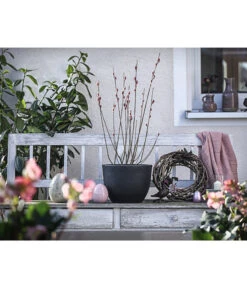 Rotkätzchenweide, Busch 7 Rotkätzchenweide, Busch -Biohort || Compo || Elho Verkäufe 7461817 WE MO 001 SalixHHaengekaetzchenRotkaetzchenBusch3LDehnerExpressHerzig