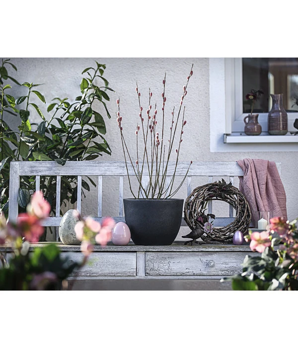 Rotkätzchenweide, Busch 5 Rotkätzchenweide, Busch – Bild 3