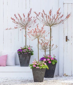 Rotkätzchenweide, Stämmchen 9 Rotkätzchenweide, Stämmchen -Biohort || Compo || Elho Verkäufe 7461833 WE MO 001 RotkaetzchenWEideStaemmchen