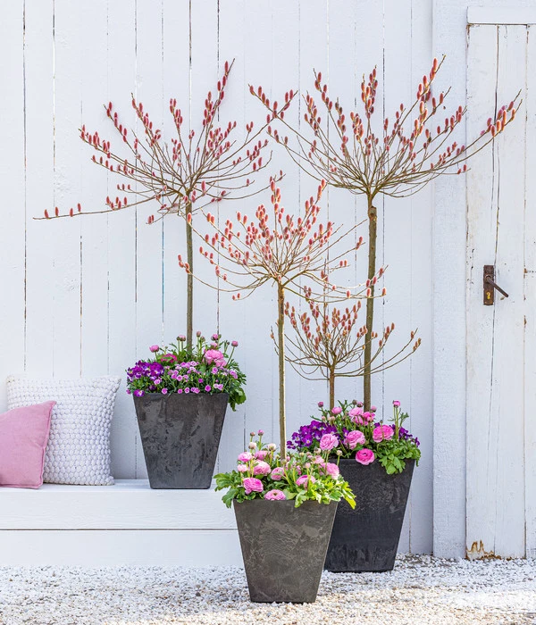 Rotkätzchenweide, Stämmchen 5 Rotkätzchenweide, Stämmchen – Bild 3