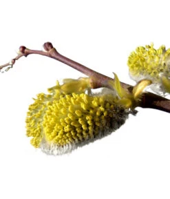 Kätzchen-Weide - Nordische Bäumchen-Weide -Biohort || Compo || Elho Verkäufe 7464571 BildD 001 KaetzchenWeideNordischeBaeumchenWeideSalixArbusculaSt