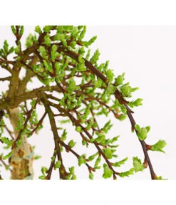 Biohort || Compo || Elho Verkäufe -Biohort || Compo || Elho Verkäufe 7464571 WE DE 001 SalixWeideArbusculaStamm40cm13CDehnerExpressHerzig