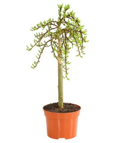 Biohort || Compo || Elho Verkäufe 34 Kätzchen-Weide - Nordische Bäumchen-Weide