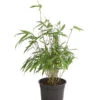 Hoher Schirmbambus -Biohort || Compo || Elho Verkäufe 7471659 WE FS 001 SinarundinariaRobustaBambus2LDehnerExpressHerzig