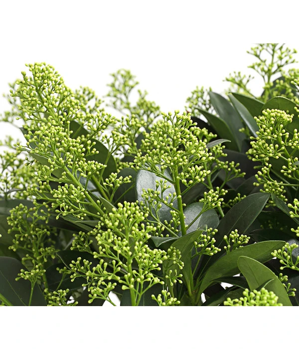 Blütenskimmie 'White Lady' 3 Blütenskimmie 'White Lady'