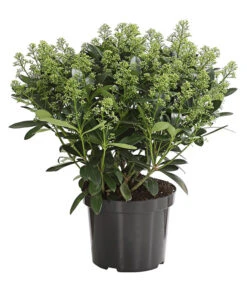 Blütenskimmie 'White Lady' 5 Blütenskimmie 'White Lady' -Biohort || Compo || Elho Verkäufe 7472293 WE FS 001 SkimmiaSkimmieJaponicaWhiteLady10LDehnerExpressHerzig