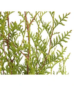 3 Meter Lebensbaum 'Brabant', 6 X Ca. 125-150 Cm -Biohort || Compo || Elho Verkäufe 7511009 WE DE 001 LebensbaumThujaOccidentalisBrabant3L 1