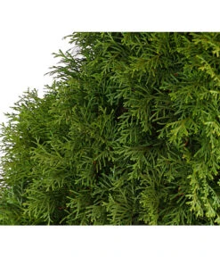 31 Meter Lebensbaum 'Smaragd', 125 X Ca. 40-60 Cm -Biohort || Compo || Elho Verkäufe 7513534 WE DE 001 ThujaLebensbaumOccidentalisSmaragd20LDehnerExpressHerzig