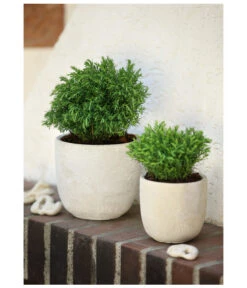 Lebensbaum 'Teddy' -Biohort || Compo || Elho Verkäufe 7517402 PR MO 001 ThujaLebensbaumTeddy9cmHerzig