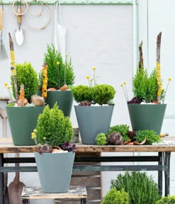 Lebensbaum 'Teddy' -Biohort || Compo || Elho Verkäufe 7517402 WE MO 001 Koniferen