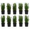 2 Meter Gewöhnlicher Buchs, 10 X Ca. 30 Cm -Biohort || Compo || Elho Verkäufe 7517808 WE FS 001 BuxusSempervirens2m