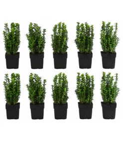 2 Meter Gewöhnlicher Buchs, 10 X Ca. 30 Cm