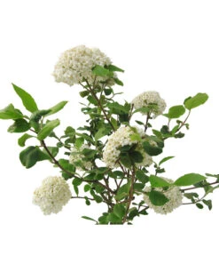 Großblumiger Duft-Schneeball -Biohort || Compo || Elho Verkäufe 7533623 BildFS 001 GrossblumigerDuftSchneeballVibCarlcephalum