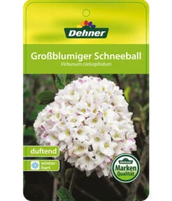 Großblumiger Duft-Schneeball -Biohort || Compo || Elho Verkäufe 7533623 Duftschneeball Etikett 01