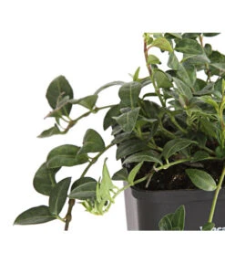 Weißes Immergrün 'Alba' -Biohort || Compo || Elho Verkäufe 7539885 PR DE 001 VincaImmergruenMinorWeiss9CDehnerExpressHerzig