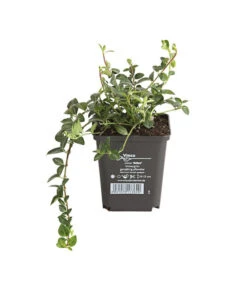 Weißes Immergrün 'Alba' -Biohort || Compo || Elho Verkäufe 7539885 PR FS 001 VincaImmergruenMinorWeiss9CDehnerExpressHerzig