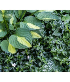 Weißes Immergrün 'Alba' -Biohort || Compo || Elho Verkäufe 7539885 PR MO 001 VincaImmergruenWeissSchattenbeetPrivatgartenLucknerMai2017