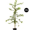 7,5 Meter Hainbuche, 30 X Ca. 150-175 Cm -Biohort || Compo || Elho Verkäufe 7548209 WE FS 003 HainbucheCarpinusBetulusHecke30x