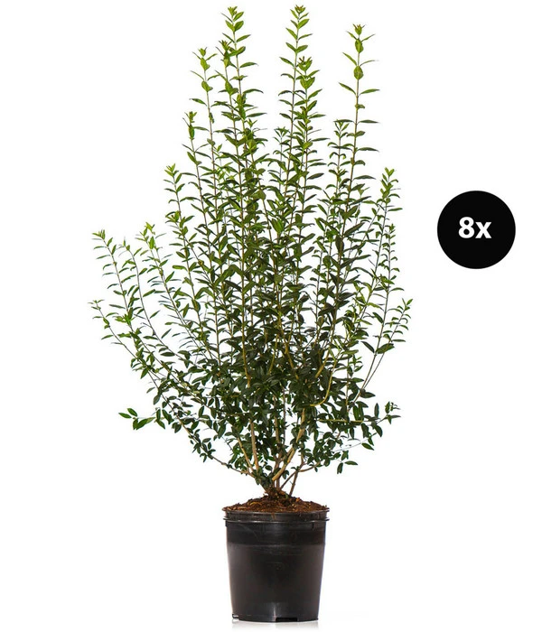 4 Meter Wintergrüner Liguster 'Atrovirens', 8 X Ca. 150-175 Cm 3 4 Meter Wintergrüner Liguster 'Atrovirens', 8 X Ca. 150-175 Cm