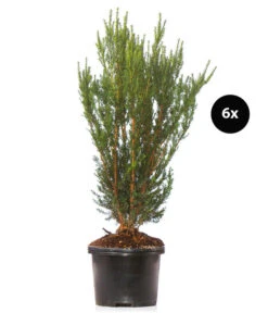 3 Meter Becher-Eibe 'Hillii', 6 X Ca. 90-100 Cm