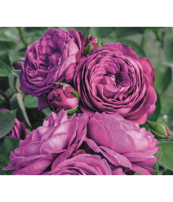 Zwergrose 'Heidi Klum®, Stämmchen 3 Zwergrose 'Heidi Klum®, Stämmchen