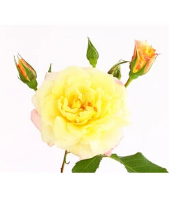 Kletterrosen 'Klettermaxe®' 29 Kletterrosen 'Klettermaxe®' -Biohort || Compo || Elho Verkäufe 7801251 PR DE 001 KletterroseUrtyard5LiterKRMoonlightDehnerExpressHerzig