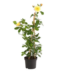 Kletterrosen 'Klettermaxe®' 28 Kletterrosen 'Klettermaxe®' -Biohort || Compo || Elho Verkäufe 7801251 PR FS 001 KletterroseUrtyard5LiterKRMoonlightDehnerExpressHerzig