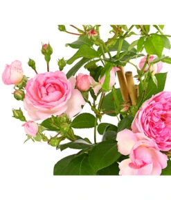 Kletterrosen 'Klettermaxe®' 21 Kletterrosen 'Klettermaxe®' -Biohort || Compo || Elho Verkäufe 7801954 PR DE 001 KlettermaxeKordes5LiterKletterroseFlorentinaDehnerExpressHerzig