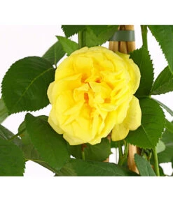 Kletterrosen 'Klettermaxe®' 18 Kletterrosen 'Klettermaxe®' -Biohort || Compo || Elho Verkäufe 7801954 PR DE 001 KlettermaxeKordes5LiterKletterroseGoldenGateDehnerExpressHerzig