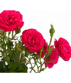 Kletterrosen 'Klettermaxe®' 27 Kletterrosen 'Klettermaxe®' -Biohort || Compo || Elho Verkäufe 7801954 PR DE 001 KlettermaxeKordes5LiterKletterroseJasminaDehnerExpressHerzig